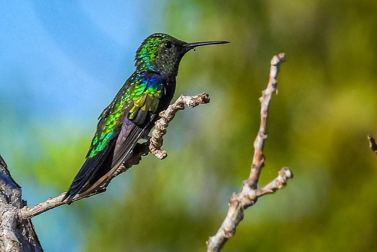 Fork-tailed Woodnymph - ML644330418