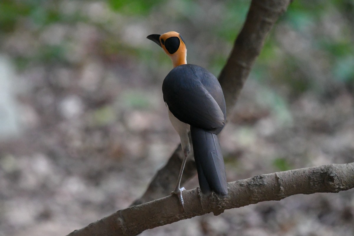 Gelbkopf-Felsenhüpfer - ML644330420