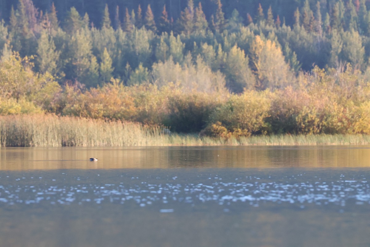 Ancient Murrelet - ML644330423