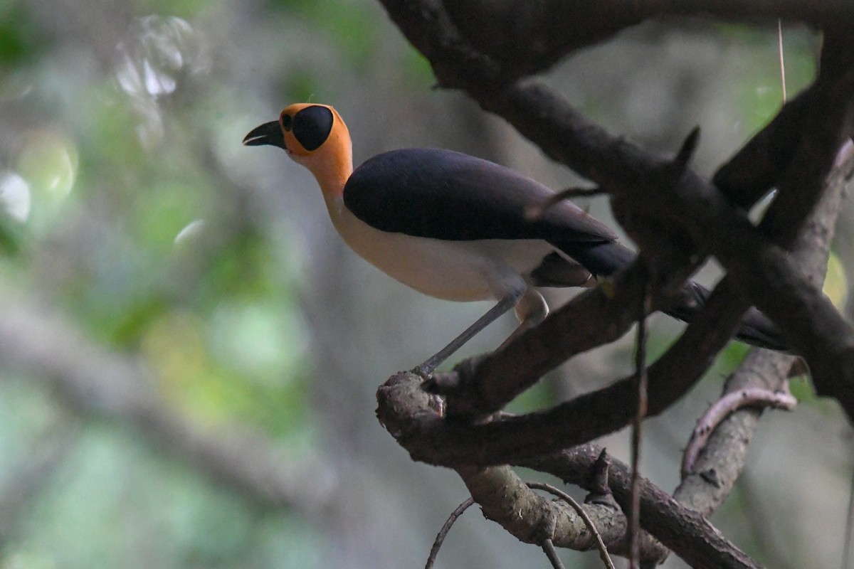 Gelbkopf-Felsenhüpfer - ML644330440