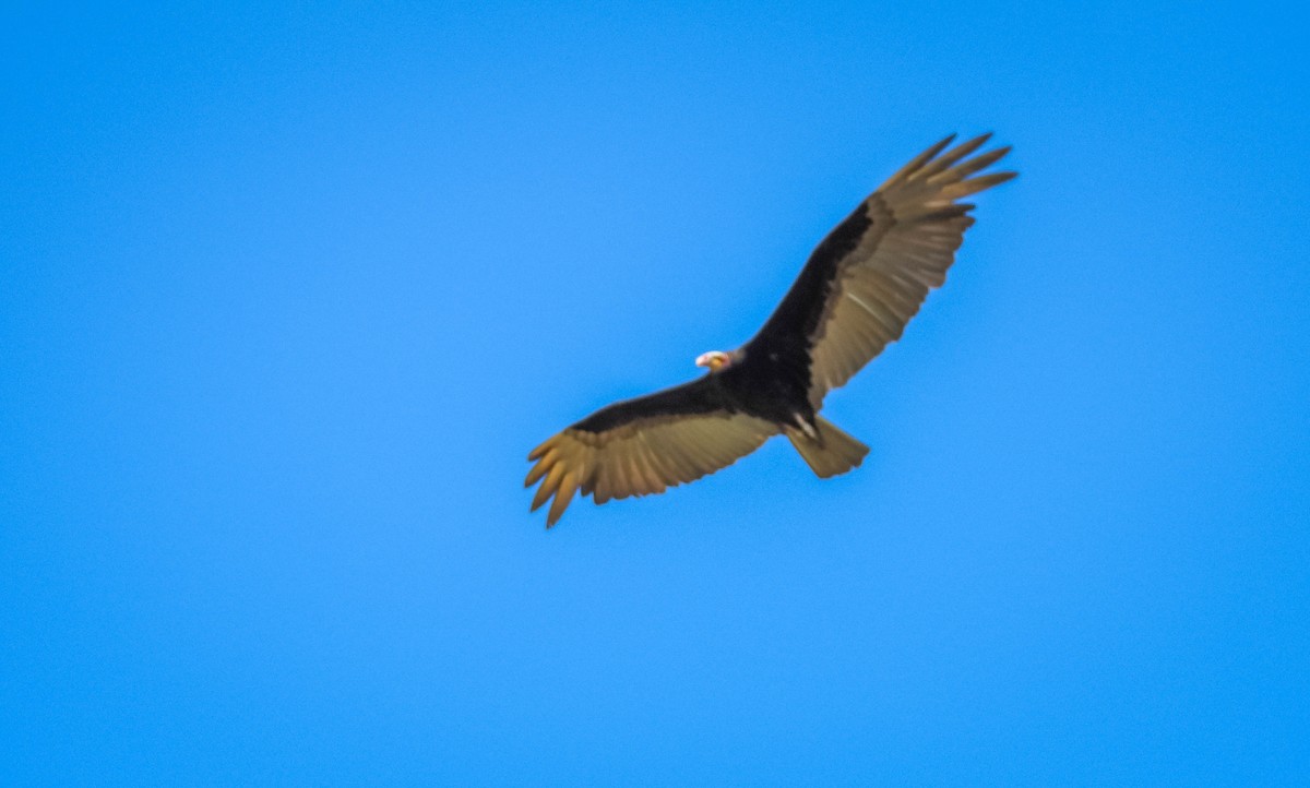 myrkondor - ML644330459