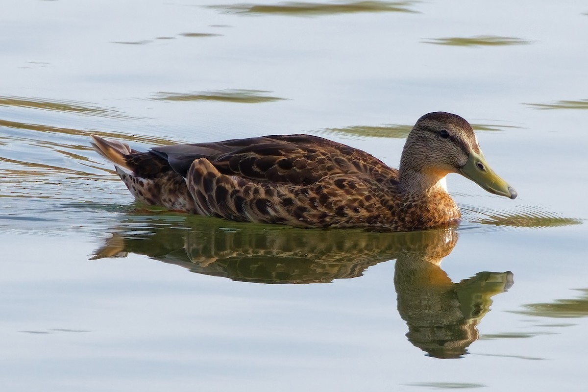 Mexican Duck - ML644330462