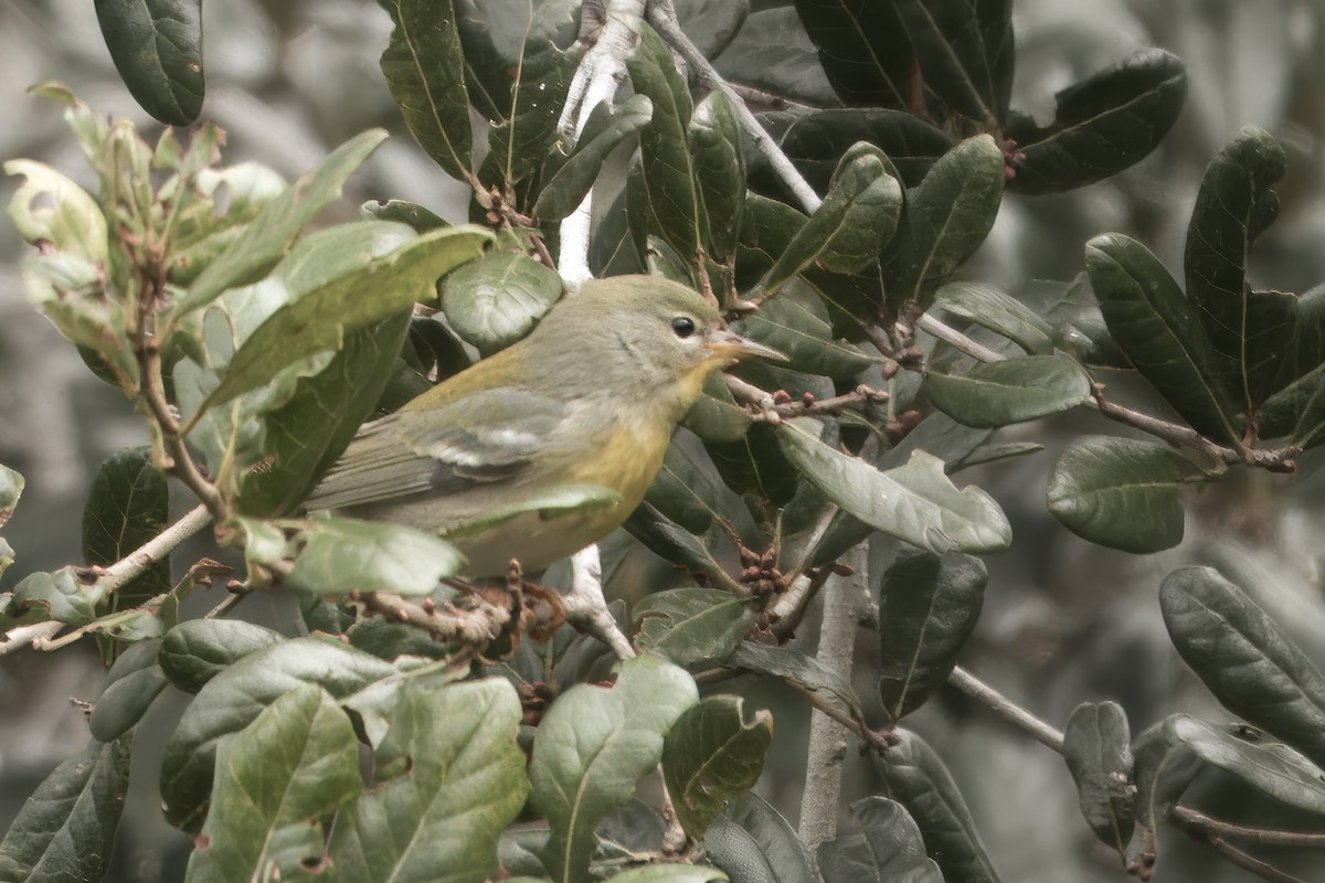 stryparula - ML644330490