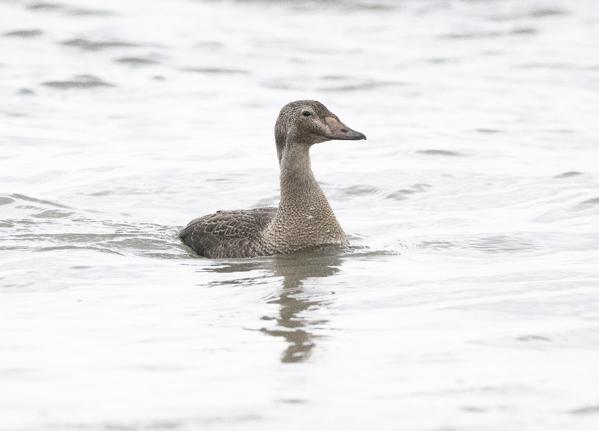 praktærfugl - ML644330495