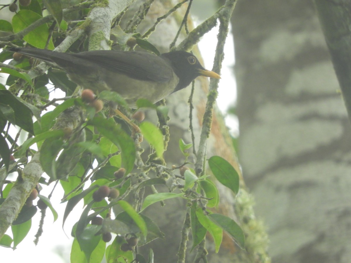 Black-hooded Thrush - ML644330497