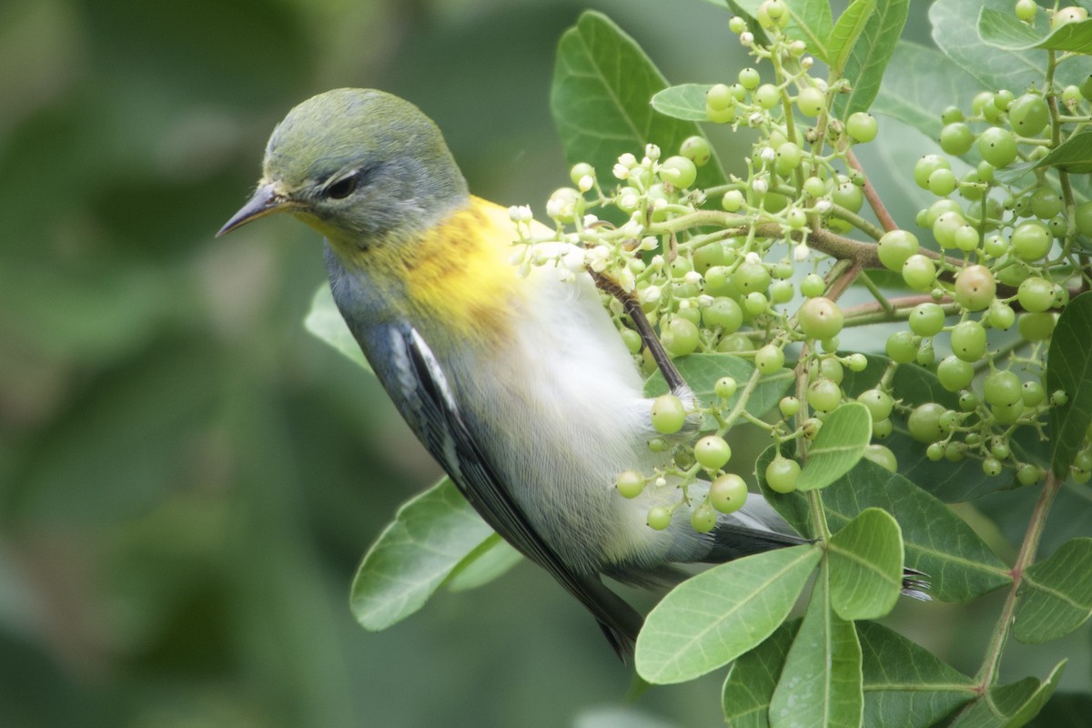 stryparula - ML644330498