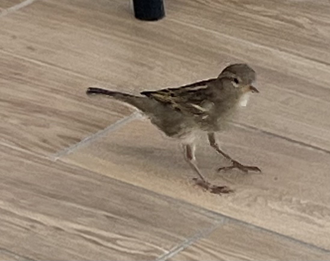 Passera d'Italia - ML644330501