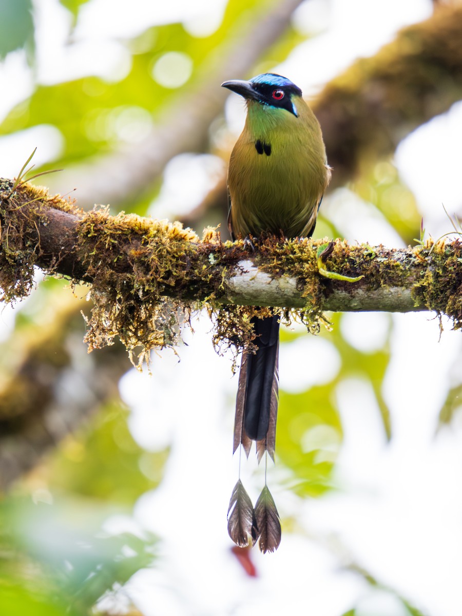 Andean Motmot - ML644330502