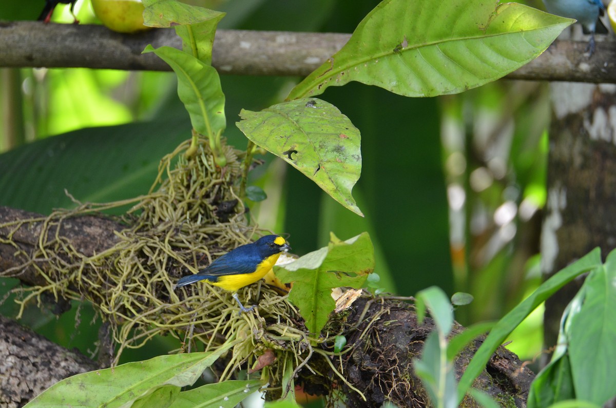 Yellow-throated Euphonia - ML644330503