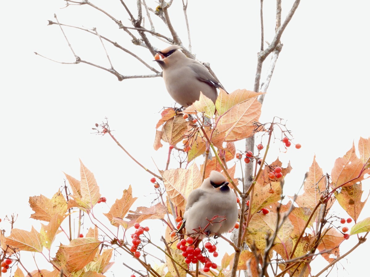 Buztanori boreala - ML644330504