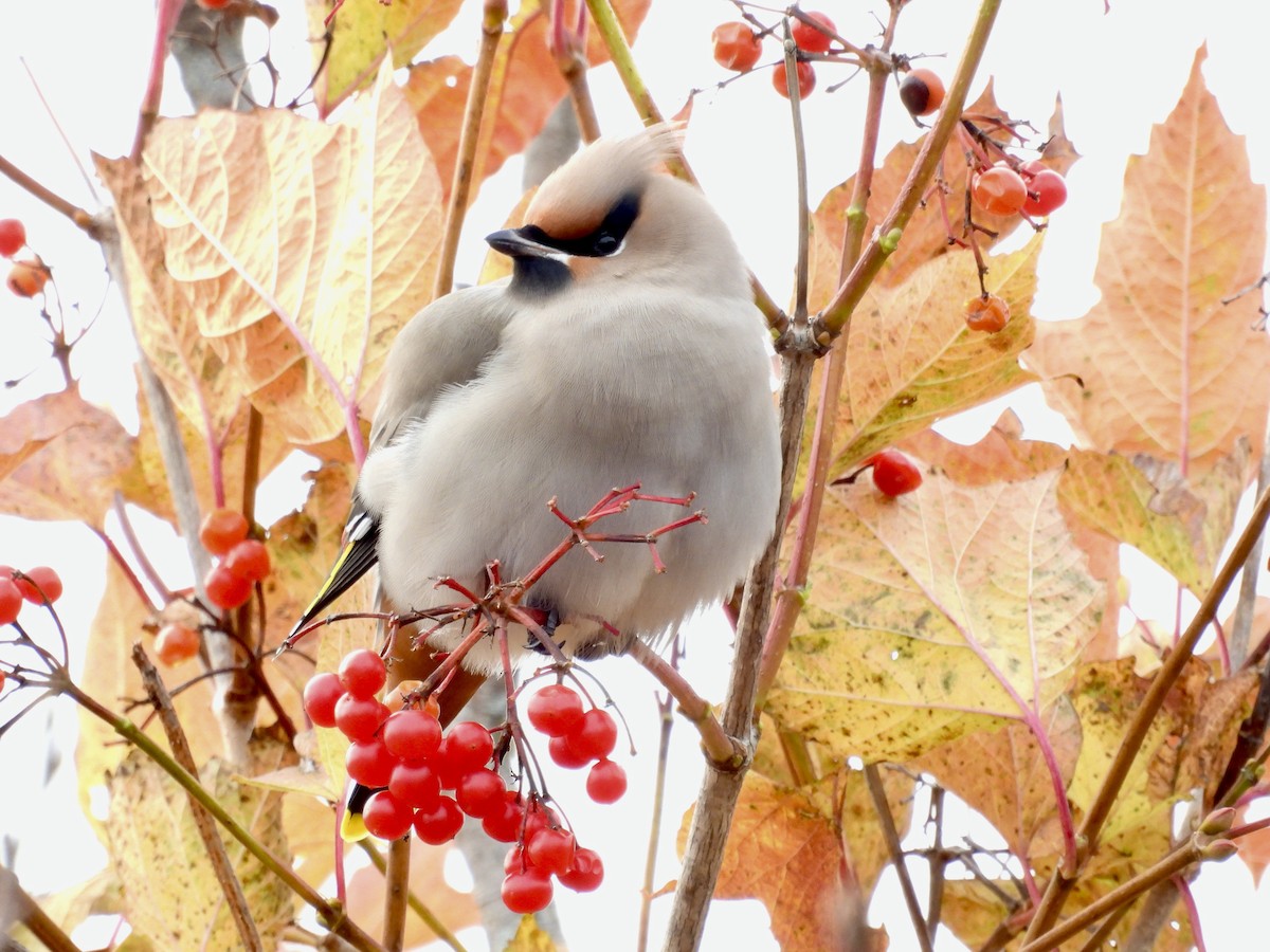 Buztanori boreala - ML644330511