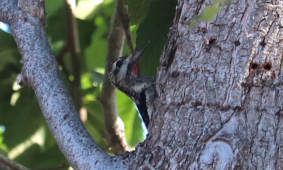 Yellow-bellied Sapsucker - ML644330524
