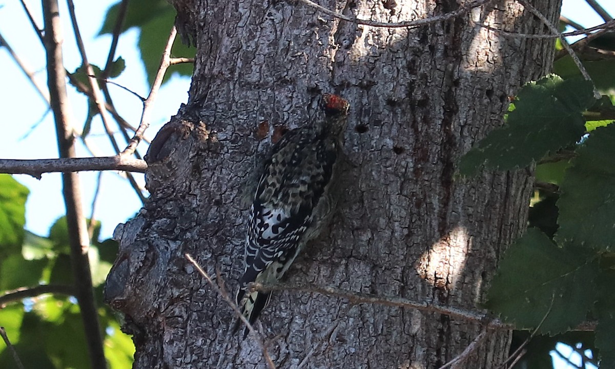 Yellow-bellied Sapsucker - ML644330525