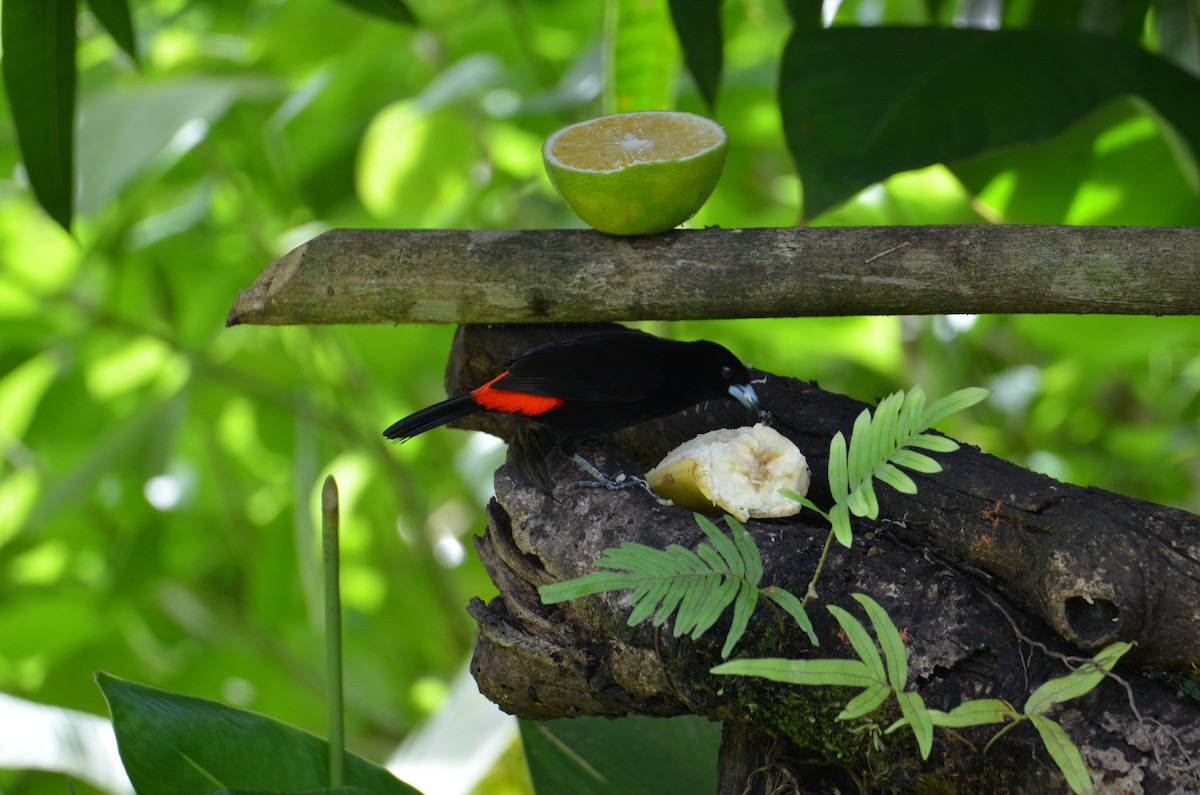 Scarlet-rumped Tanager - ML644330533
