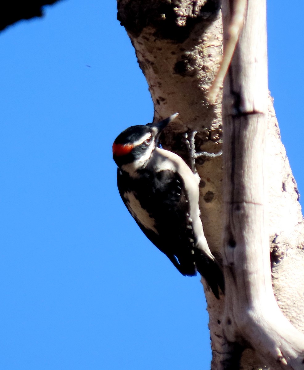 hårspett - ML644330534