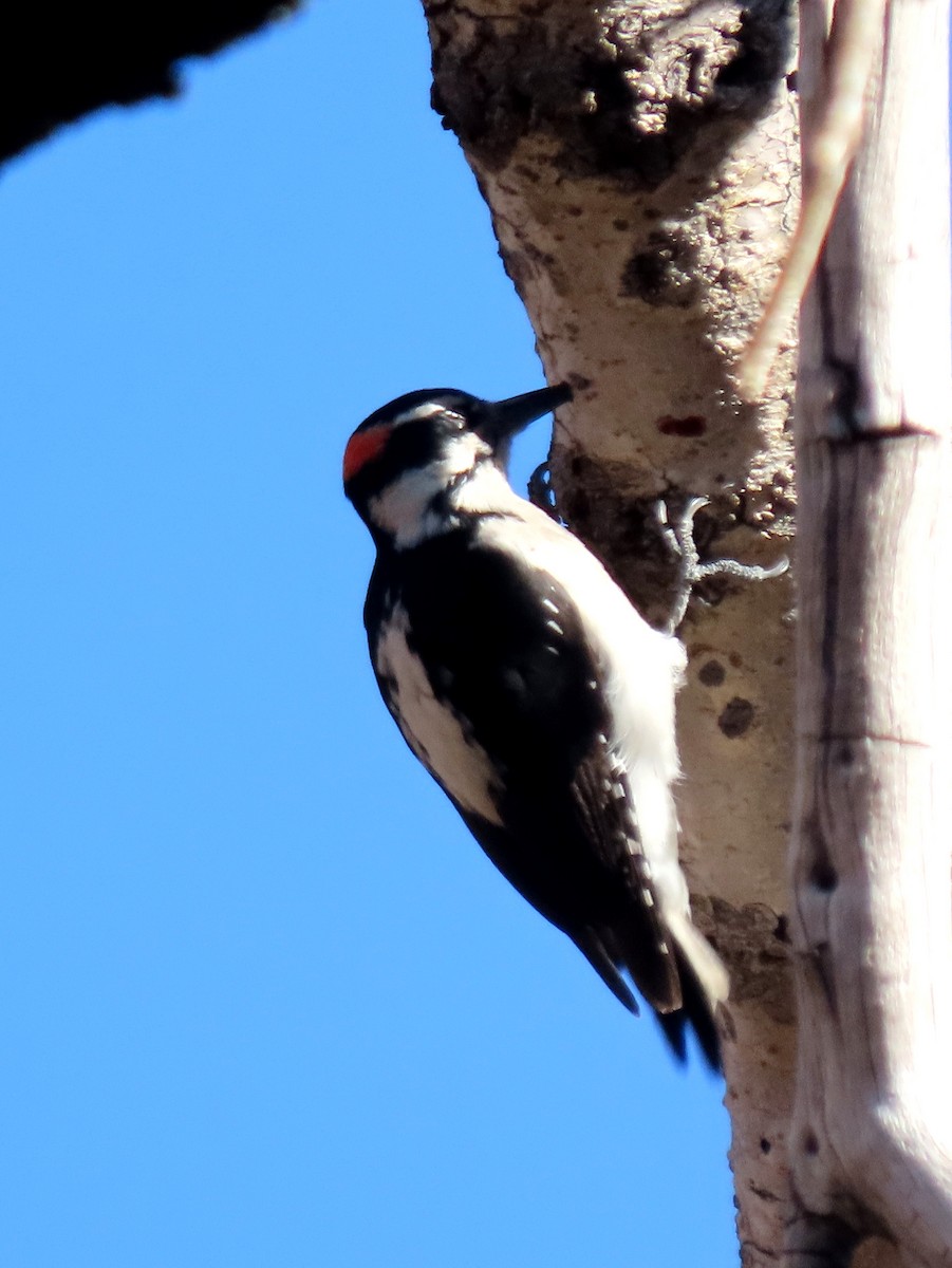 hårspett - ML644330537