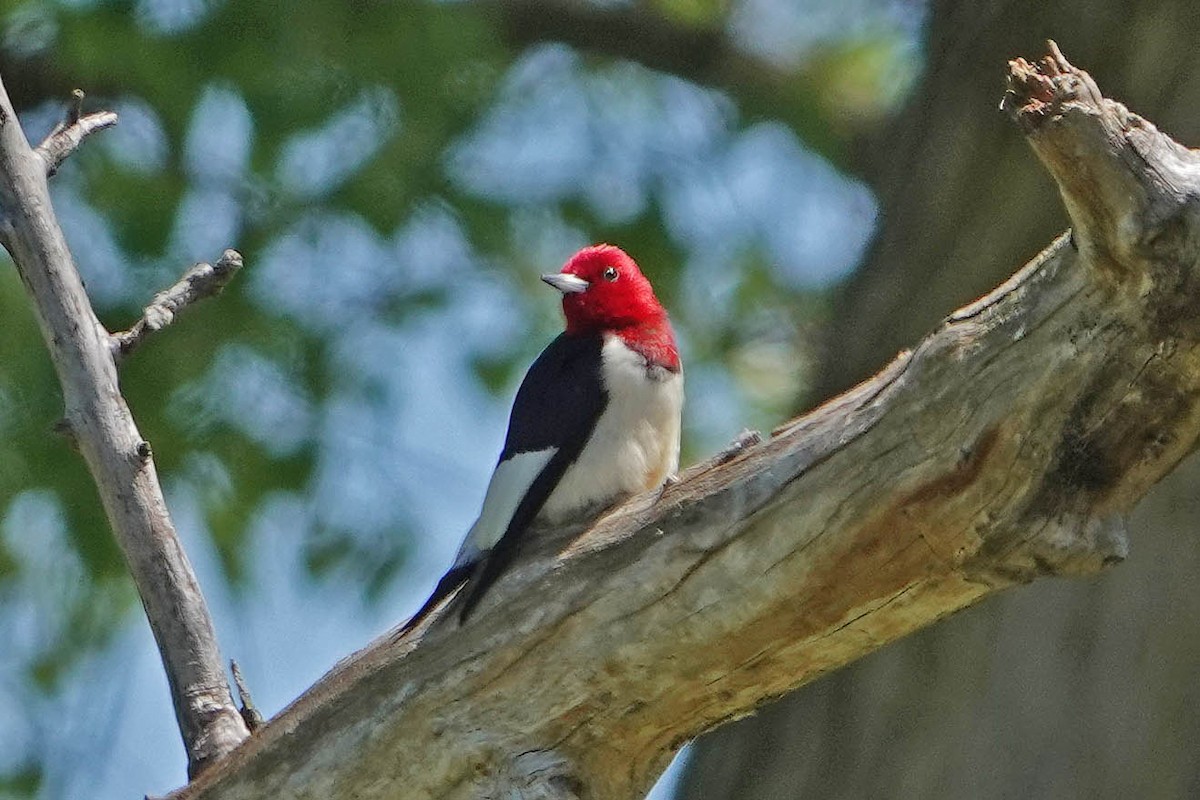Red-headed Woodpecker - ML644330539