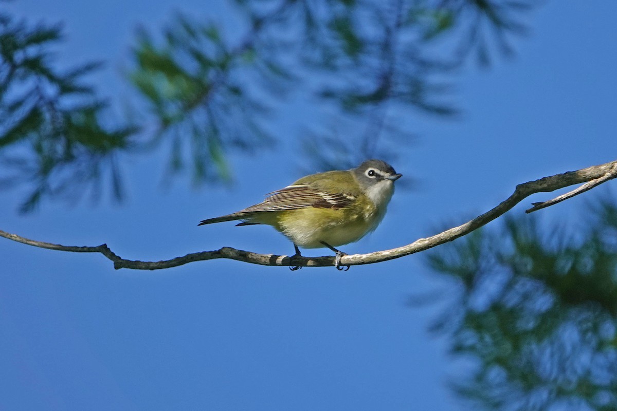 Blue-headed Vireo - ML644330550