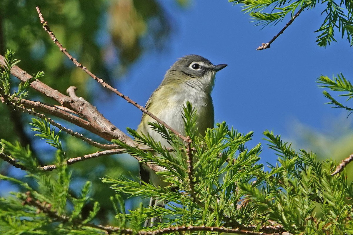 Blue-headed Vireo - ML644330551