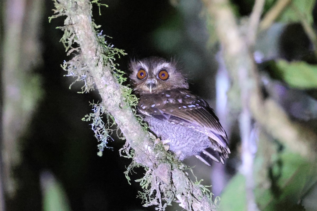 Perukauz - ML644330552