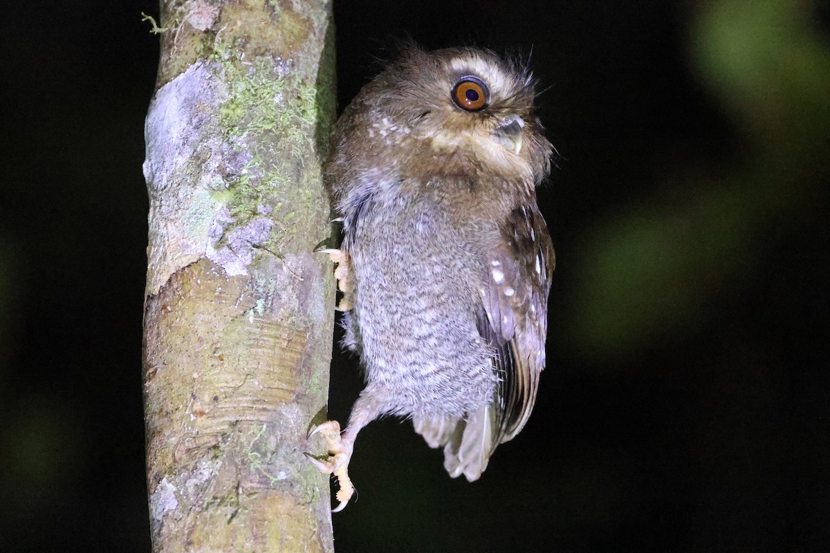 Perukauz - ML644330553