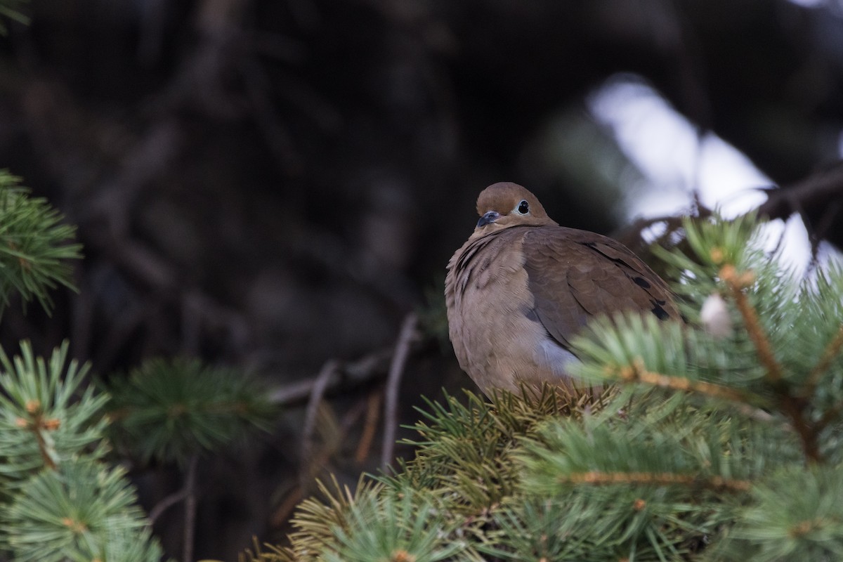 Uzun Kuyruklu Kumru - ML644330554