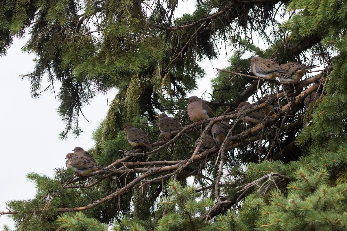 Uzun Kuyruklu Kumru - ML644330555