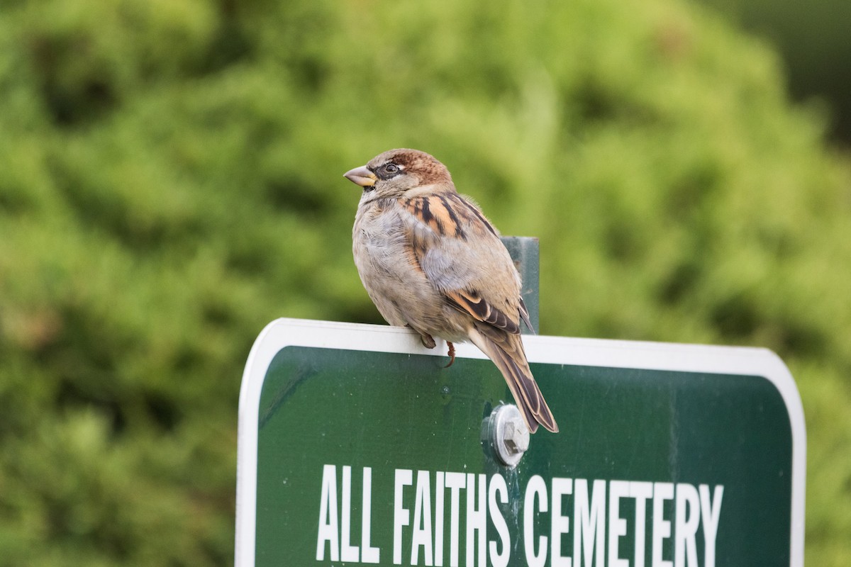 Serçe - ML644330558