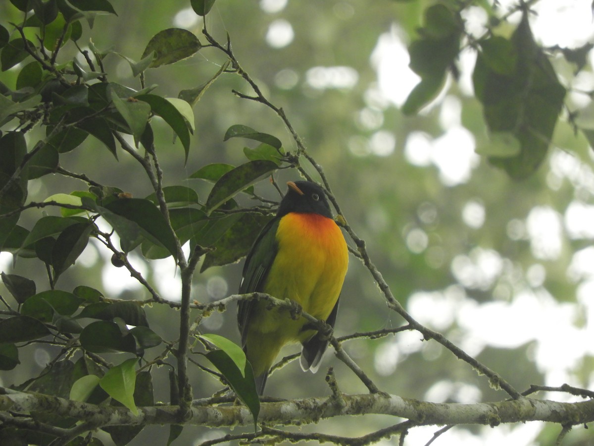 Handsome Fruiteater - ML644330560