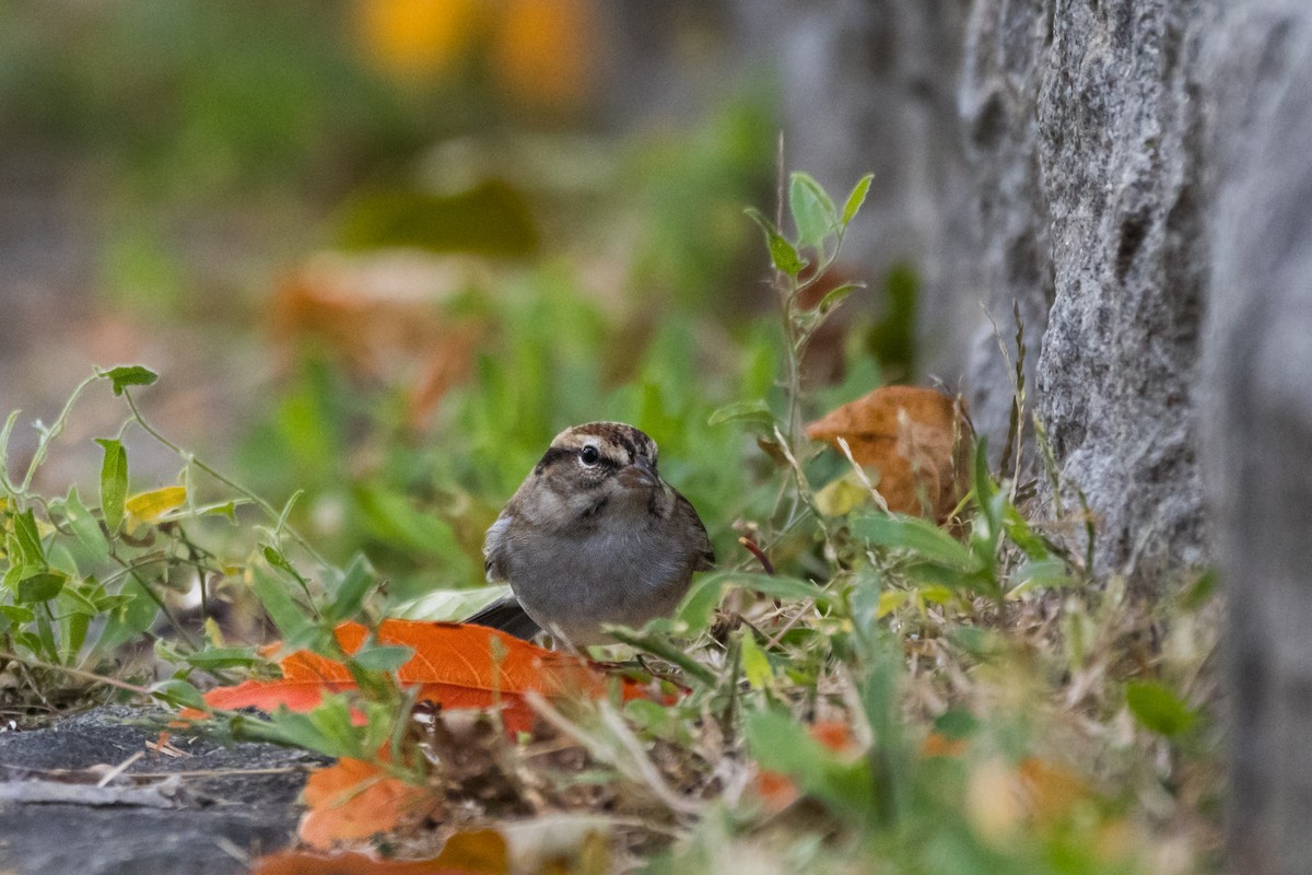 Cırcır Sesli Serçe - ML644330561