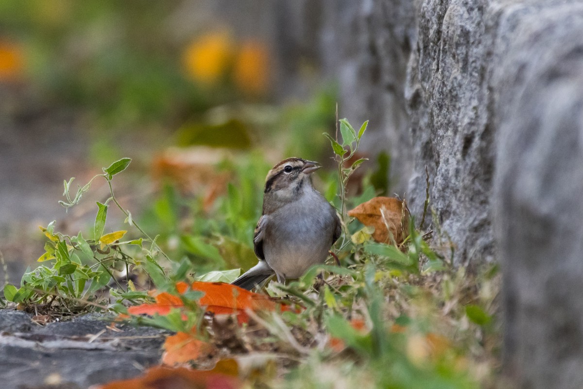 Cırcır Sesli Serçe - ML644330562