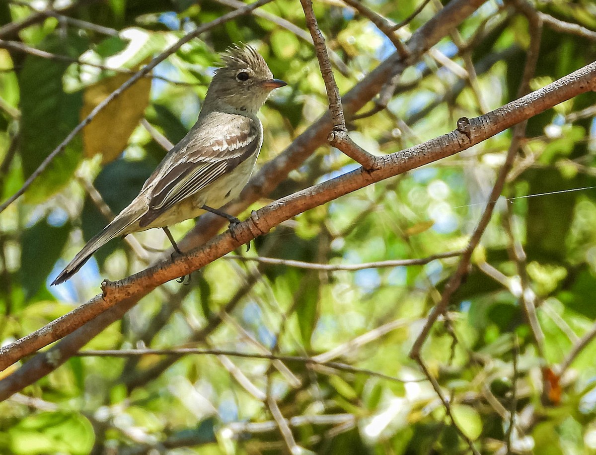 Yellow-bellied Elaenia - ML644330573
