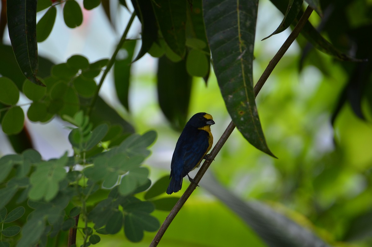 Yellow-throated Euphonia - ML644330575
