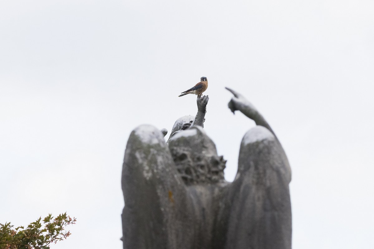 Ala Kerkenez - ML644330578