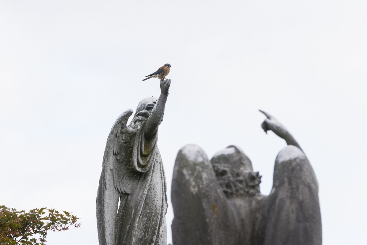 Ala Kerkenez - ML644330579