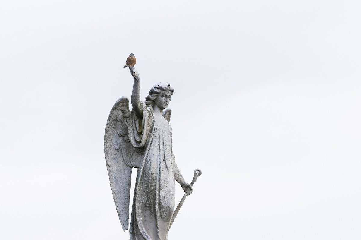 Ala Kerkenez - ML644330580