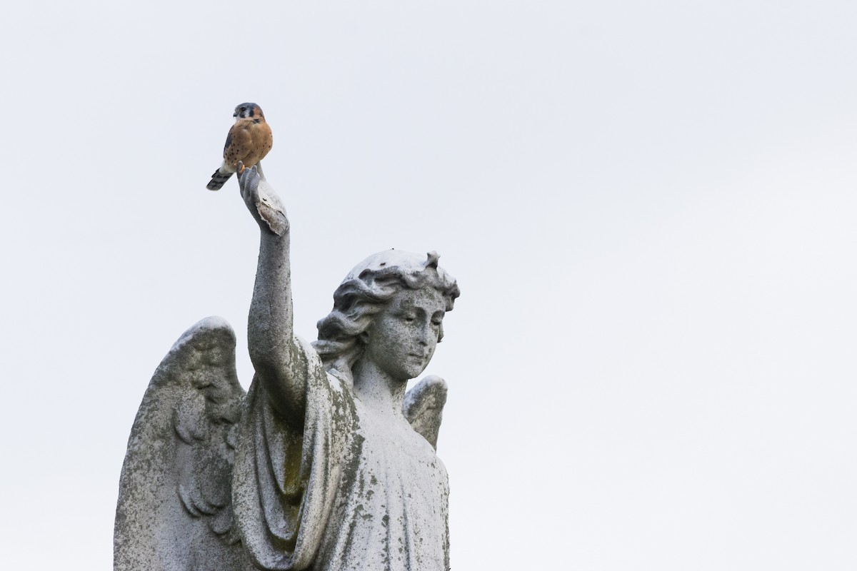 Ala Kerkenez - ML644330583