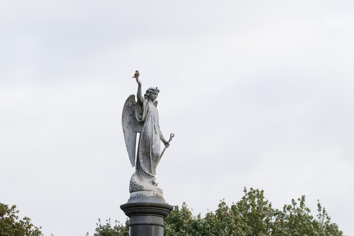 Ala Kerkenez - ML644330586