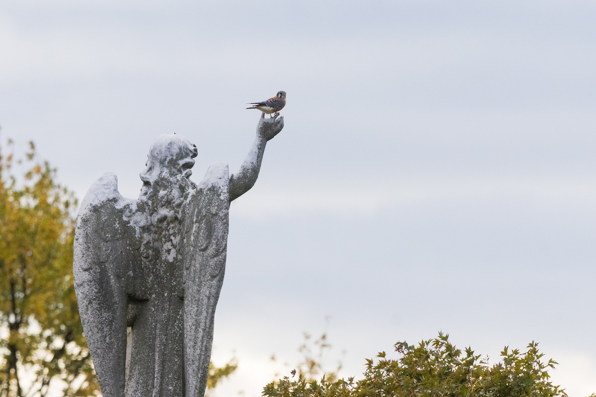 Ala Kerkenez - ML644330587