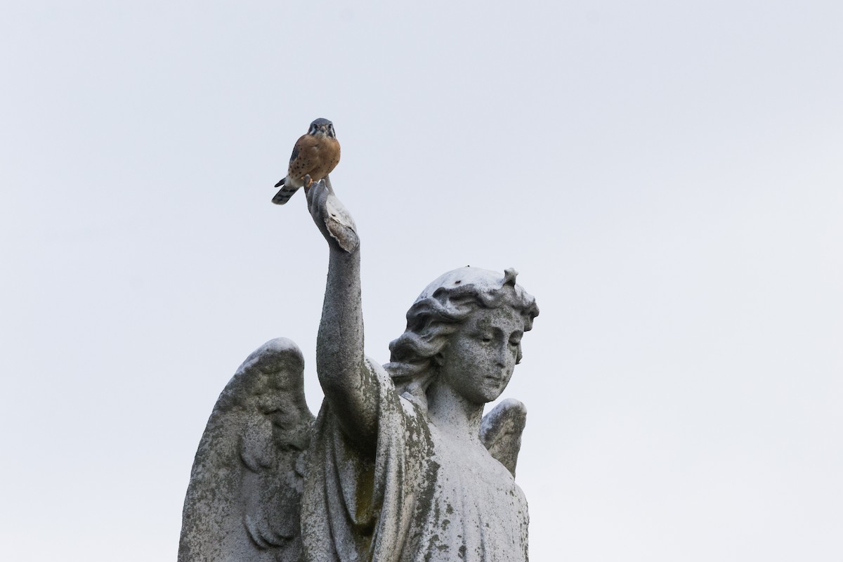 Ala Kerkenez - ML644330588