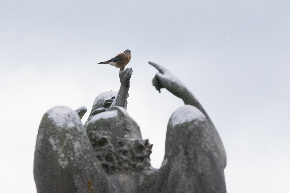 Ala Kerkenez - ML644330592