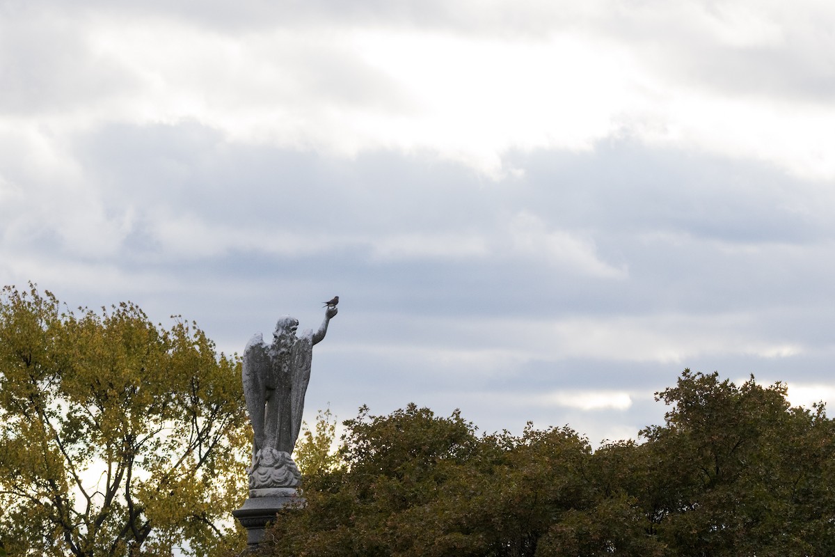 Ala Kerkenez - ML644330593