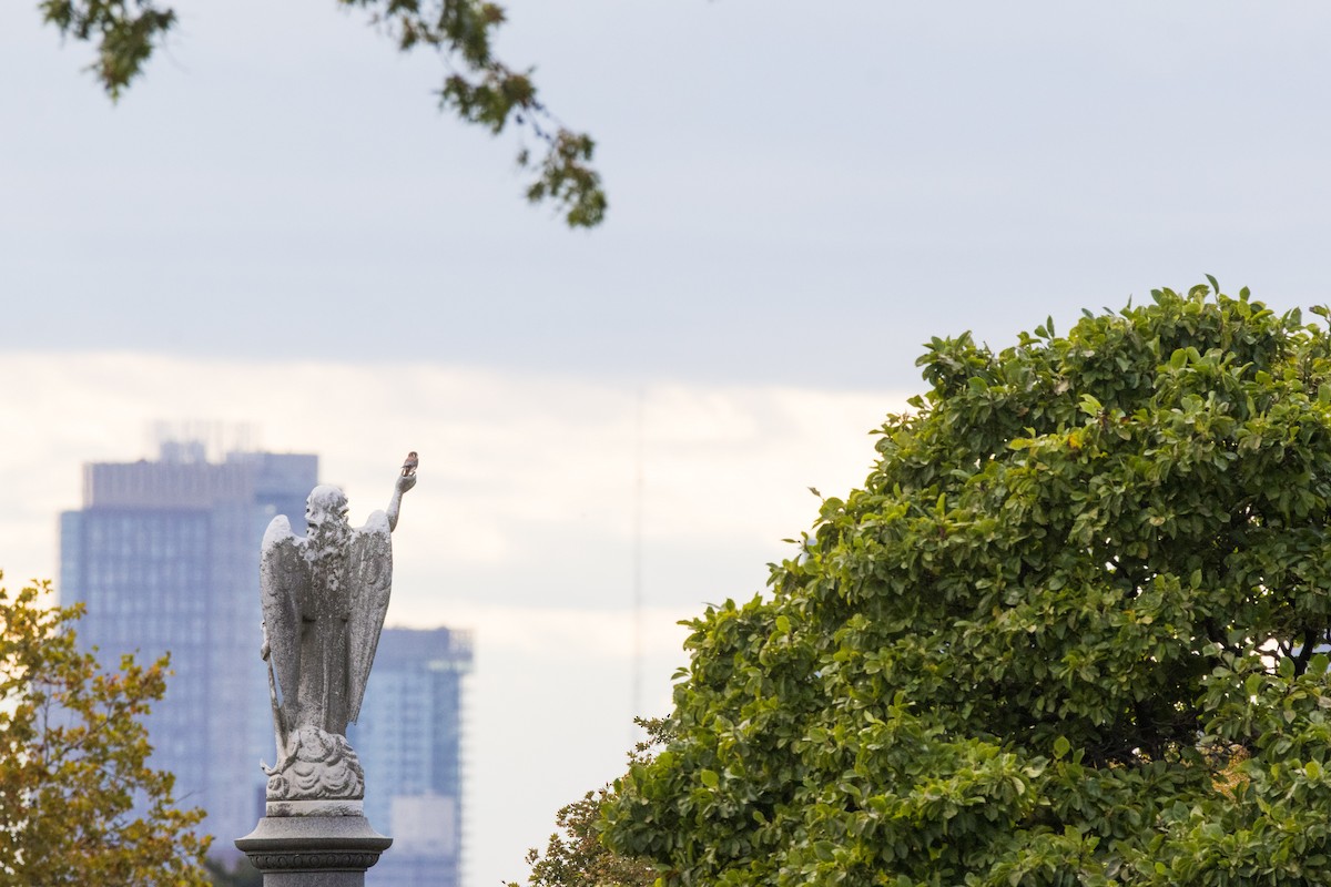 Ala Kerkenez - ML644330594