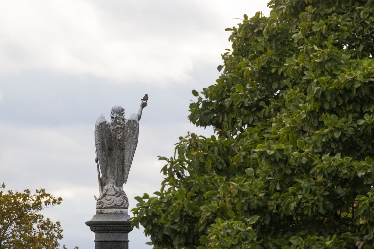 Ala Kerkenez - ML644330595