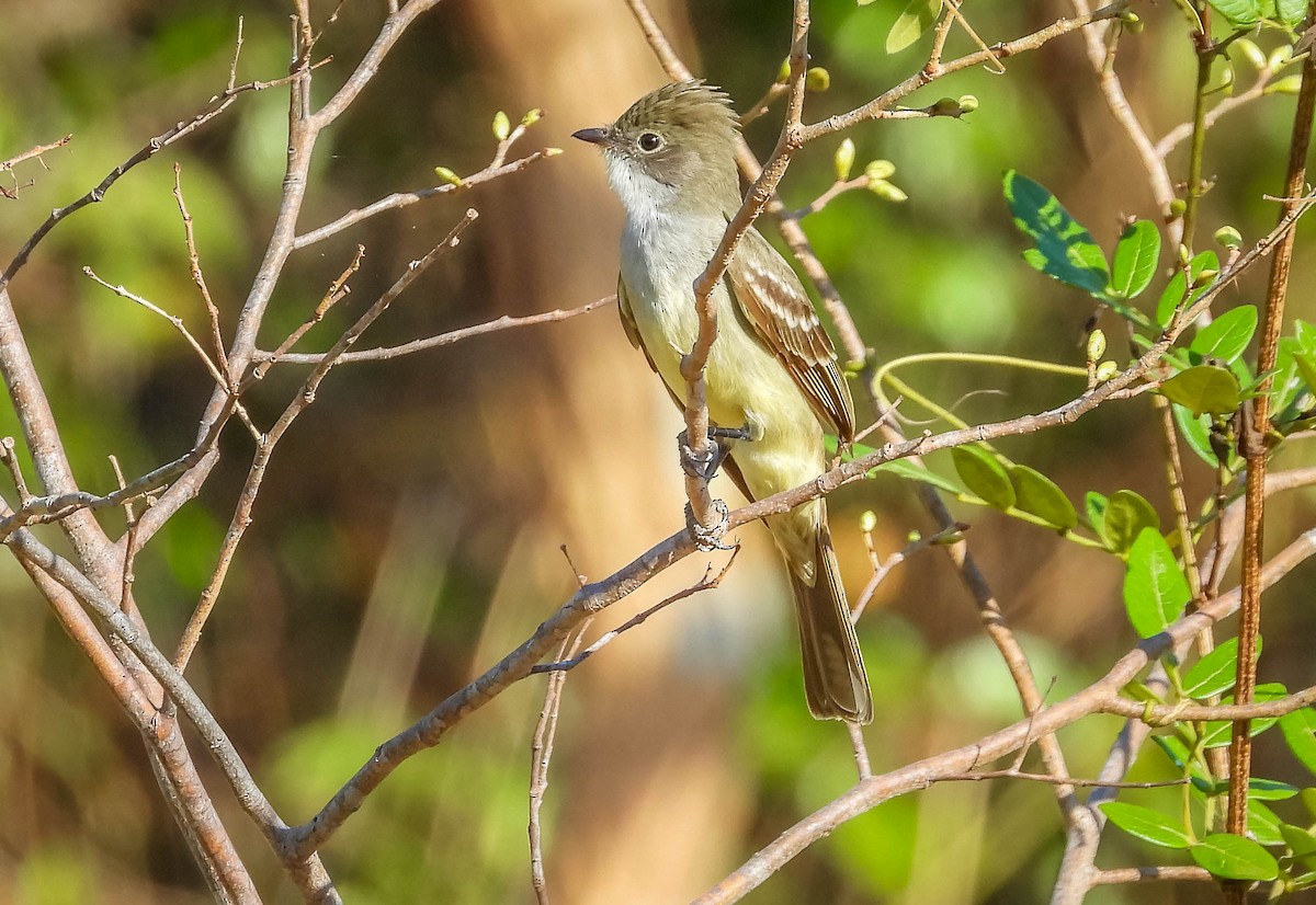 Large Elaenia - ML644330597