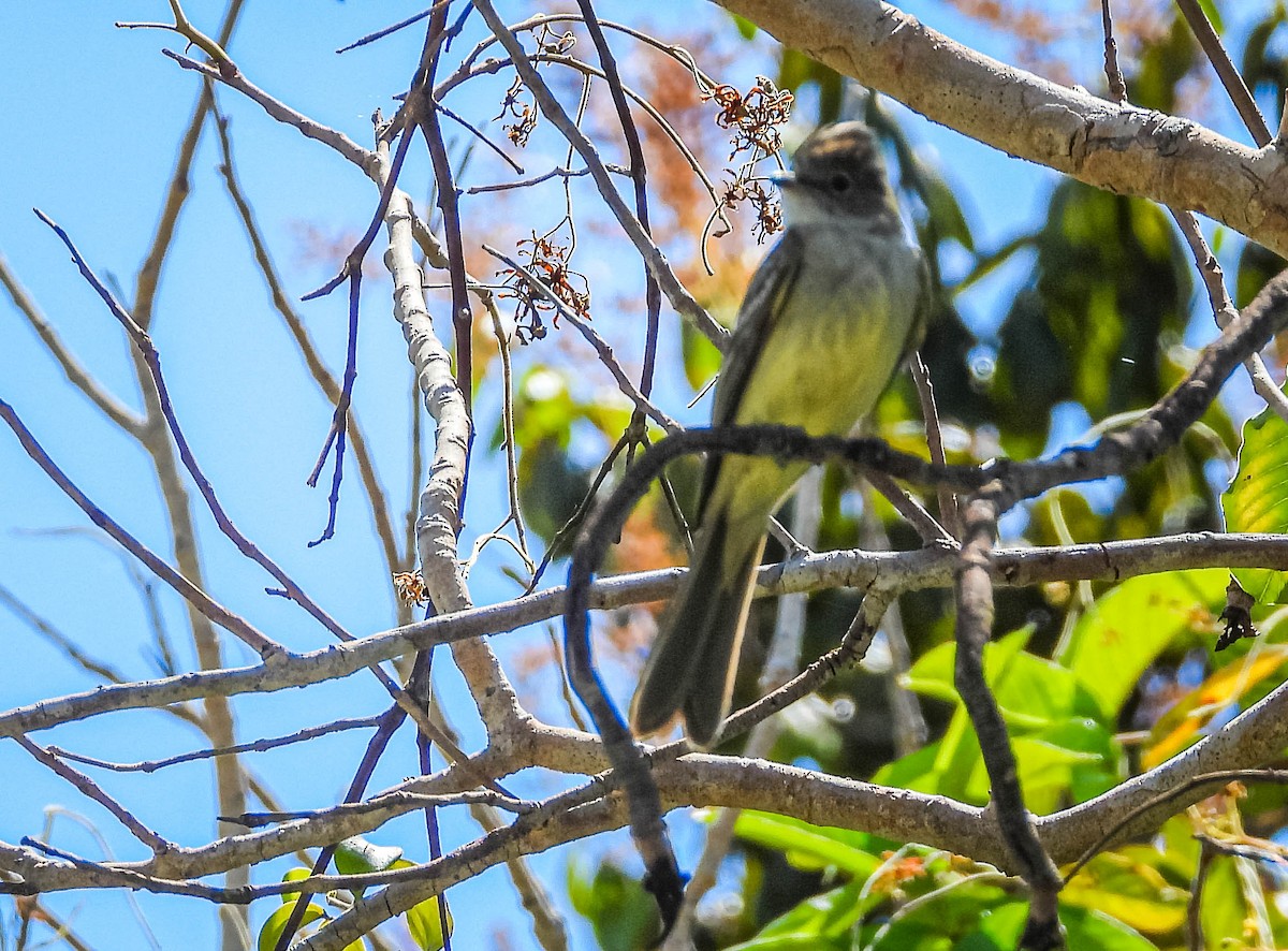 Large Elaenia - ML644330598