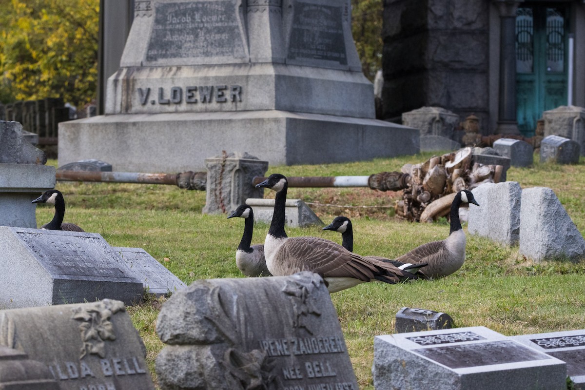 Kanada Kazı - ML644330599