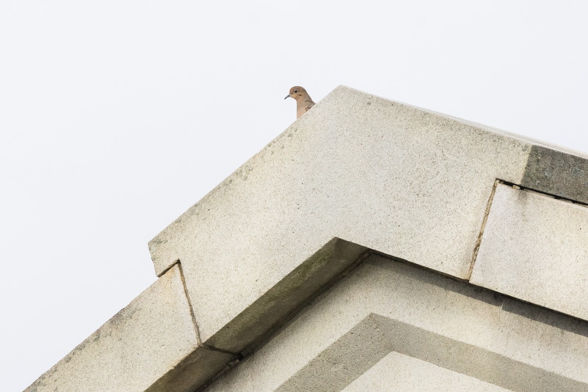 Uzun Kuyruklu Kumru - ML644330601