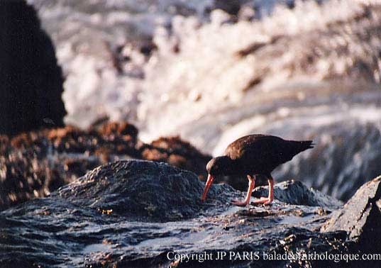 Black Oystercatcher - ML644330603