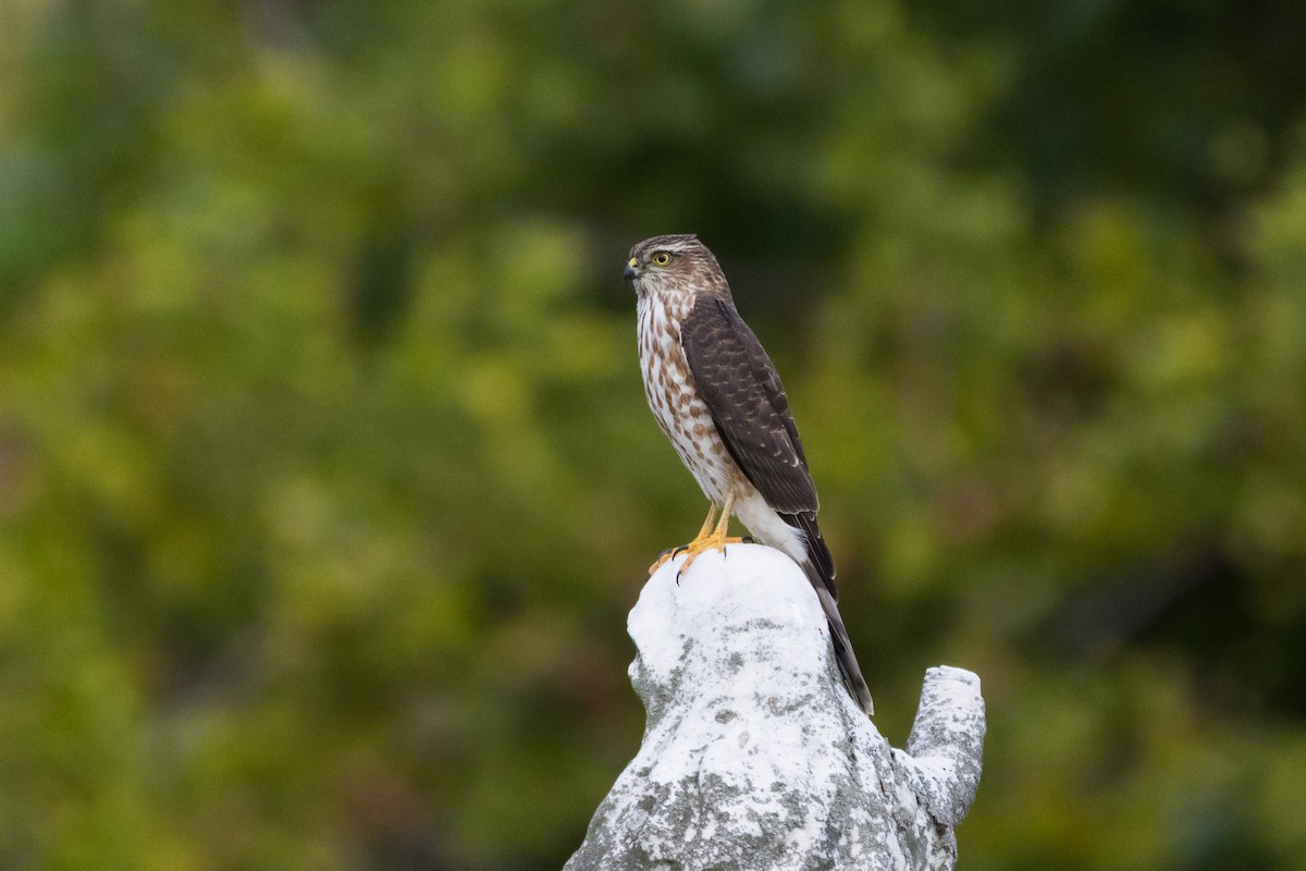 Amerika Atmacası - ML644330605